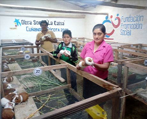 Women entrepreneurs from Peru generate income with raising guinea pigs