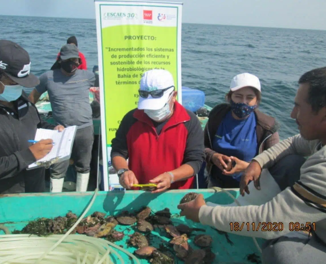 Activities resume in Sechura Bay to improve production processes and aquaculture diversification
