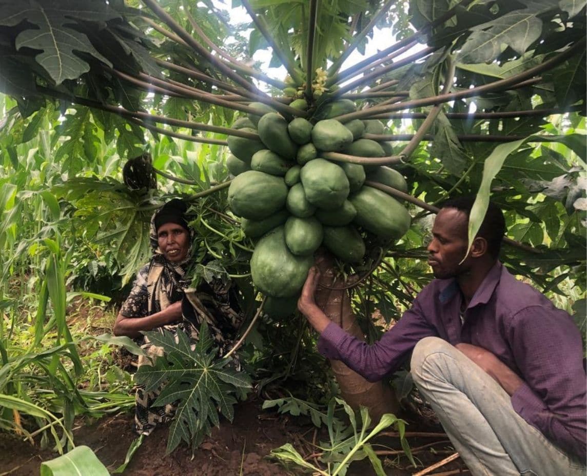 “Una mejor producción, una mejor nutrición, un mejor medio ambiente y una vida mejor” en Etiopía