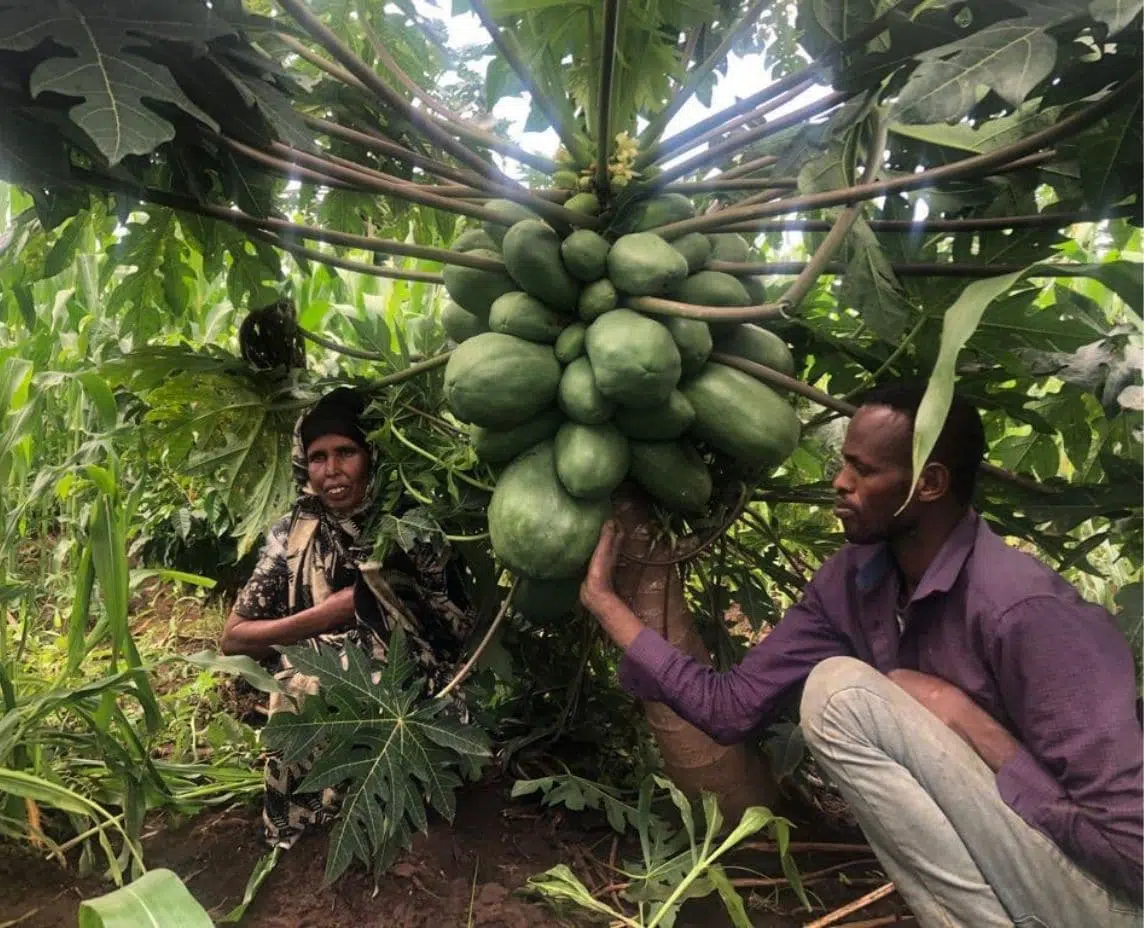 “Better production, better nutrition, a better environment and a better life” in Ethiopia