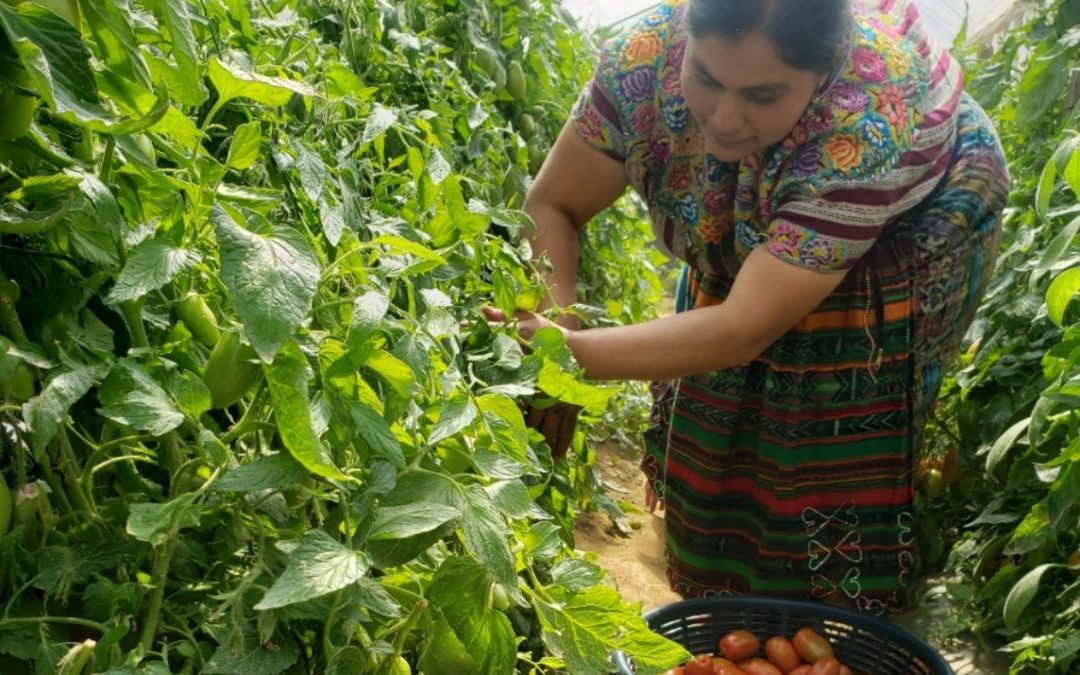 Aumento de la resiliencia para comunidades vulnerables de Totonicapán en el contexto del COVID-19: Seguridad Alimentaria y Salud Preventiva
