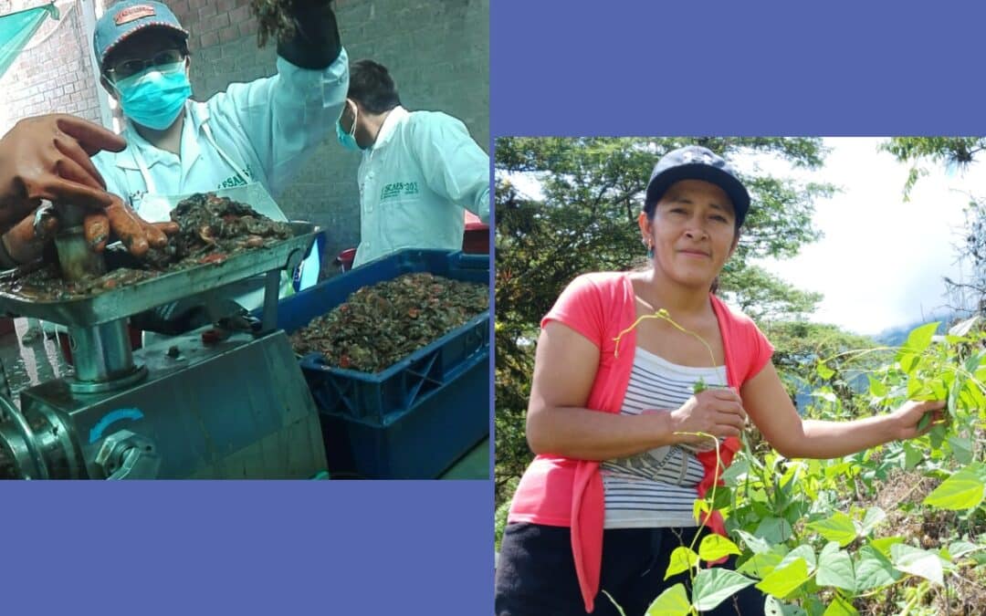 Innovación para construir un sistema de economía circular sostenible entre acuicultores y agricultores en Piura (Perú)