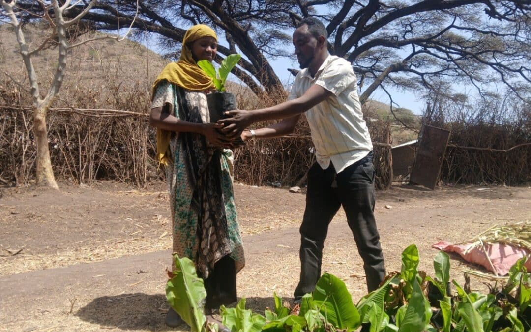 Comunidades agropastoras de Oromía (Etiopía) construyen un modelo agrícola resiliente y productivo