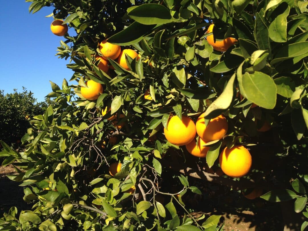 Comunidades educativas de l’Horta Nord comprometidas con la alimentación sostenible local-global