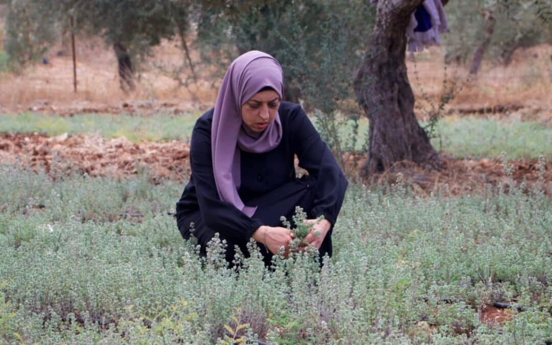 La agricultora palestina Suha Turkman impulsa su propia actividad productiva con el cultivo sostenible de tomillo