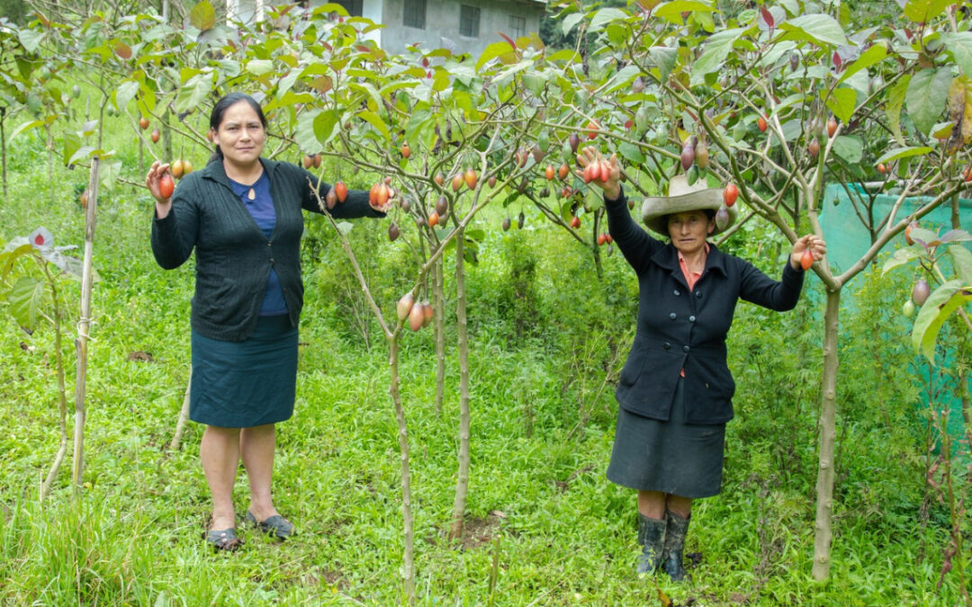 Producción agrícola familiar sostenible en Perú