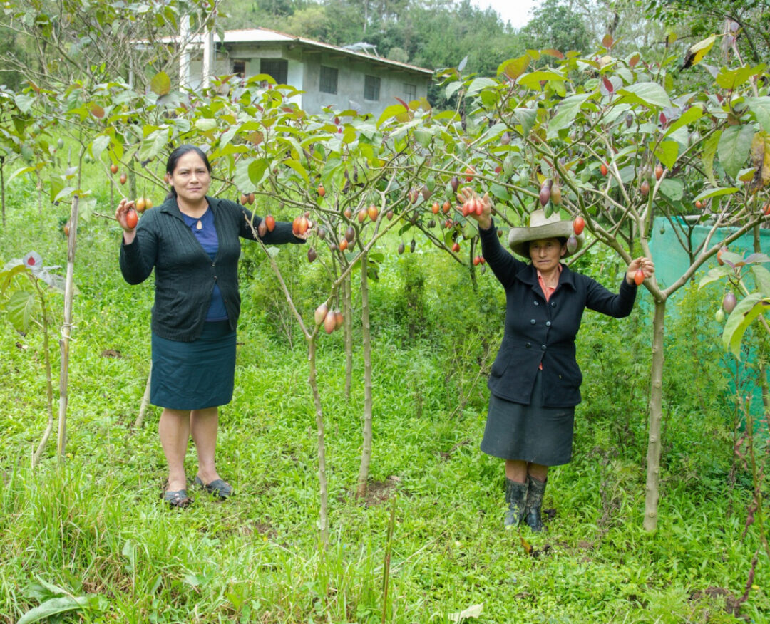 Producción agrícola familiar sostenible en Perú