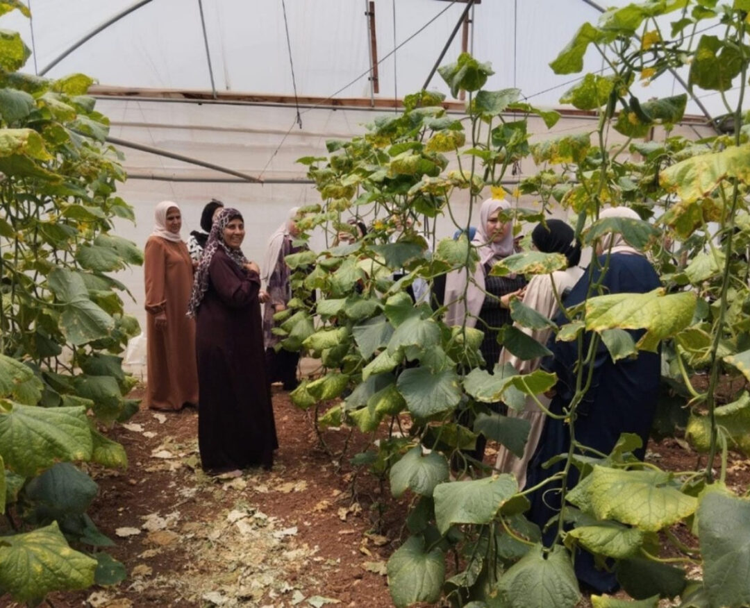 Apoyo humanitario a la seguridad alimentaria y medios de vida básicos de mujeres rurales en Salfit